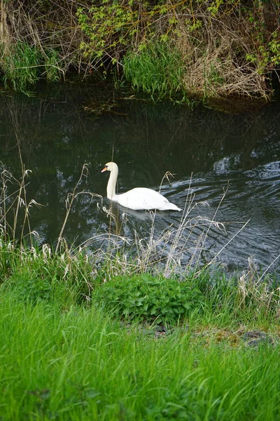 Hermoso Cisne Blanco Flota Río Wuhle Mayo Marzahn Hellersdorf Berlín — Foto de Stock