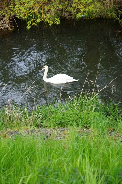 Beautiful White Swan Floats Wuhle River May Marzahn Hellersdorf Berlin — Stock Photo, Image
