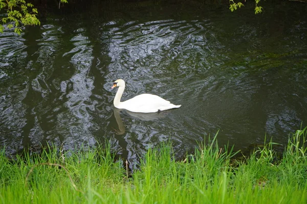 Piękny Biały Łabędź Unosi Się Nad Rzeką Wuhle Maju Marzahn — Zdjęcie stockowe