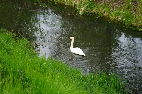 Beautiful White Swan Floats Wuhle River May Marzahn Hellersdorf Berlin — Stock Photo, Image