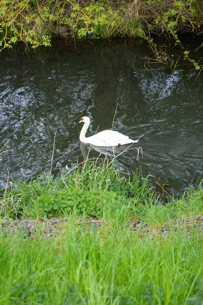 Ein Schöner Weißer Schwan Schwimmt Mai Auf Der Wuhle Marzahn — Stockfoto