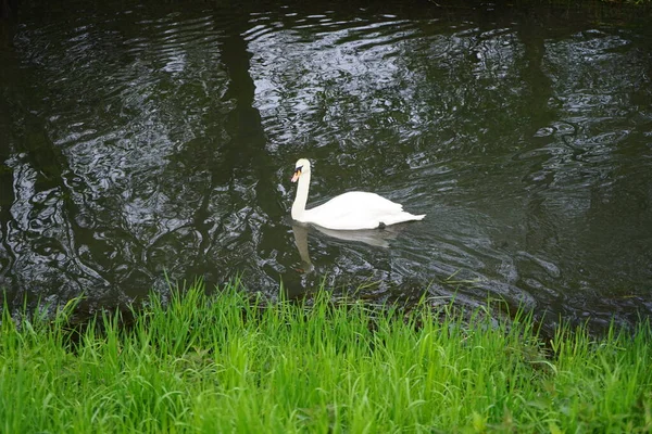 Ein Schöner Weißer Schwan Schwimmt Mai Auf Der Wuhle Marzahn — Stockfoto