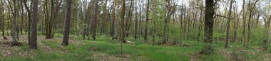 Fotoğraf panoraması. Baharda güzel bir Berlin ormanı. Berlin, Almanya  
