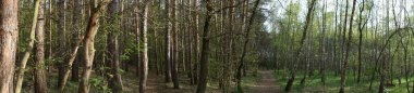 Fotoğraf panoraması. Baharda güzel bir Berlin ormanı. Berlin, Almanya  