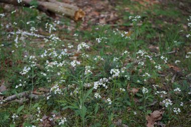 Beyaz Arabidopsis mayıs ayında ormanda çiçek açar. Arabidopsis, Brassicaceae familyasından bir kuş türü. Berlin, Almanya 