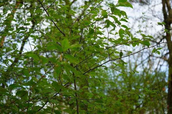 Mosca Preta Bibio Marci Voa Sobre Cereja Pássaro Floresta Maio — Fotografia de Stock