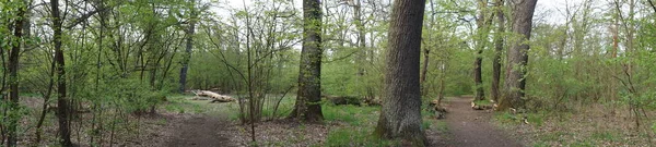 Foto Panorama Prachtig Berlijns Bos Het Voorjaar Berlijn Duitsland — Stockfoto