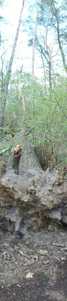 Panorama Photo Belle Forêt Berlinoise Printemps Berlin Allemagne — Photo