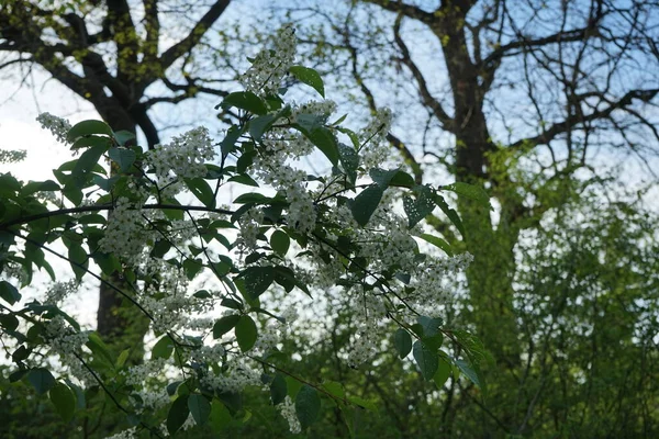 Bloeiende Vogelkers Het Voorjaar Prunus Padus Vogelkers Rosaceae Een Plant — Stockfoto