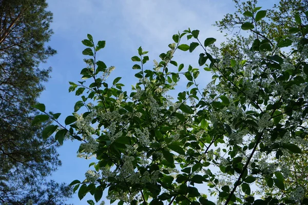 Blommande Fågelkörsbär Våren Prunus Padus Fågelkörsbär Hackbär Hagbär Eller Mayday — Stockfoto