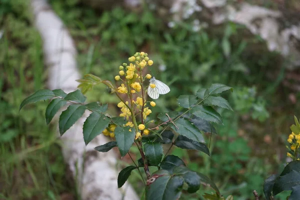 Mariposa Col Europea Sobre Flores Mahonia Aquifolium Bosque Mayo Berlín —  Fotos de Stock