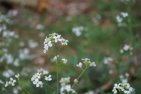 White Arabidopsis Blooms Forest May Arabidopsis Rockcress Genus Family Brassicaceae — Stock Photo, Image