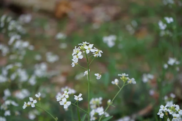 5月に白シロイヌナズナが森に咲く シロイヌナズナ Roccress アブラナ科の属です ドイツ ベルリン — ストック写真