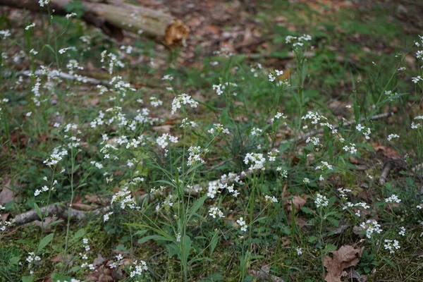 Biała Arabidopsis Kwitnie Lesie Maju Arabidopsis Rockcress Rodzaj Rodziny Kapustowatych — Zdjęcie stockowe