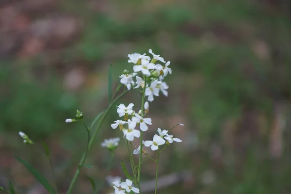 Arabidopsis Branca Floresce Floresta Maio Arabidopsis Género Botânico Pertencente Família — Fotografia de Stock