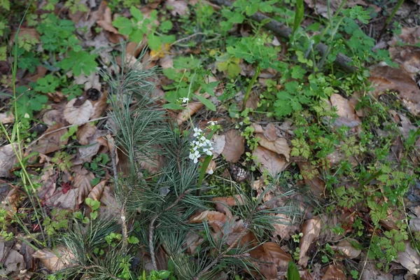 Biała Arabidopsis Kwitnie Lesie Maju Arabidopsis Rockcress Rodzaj Rodziny Kapustowatych — Zdjęcie stockowe