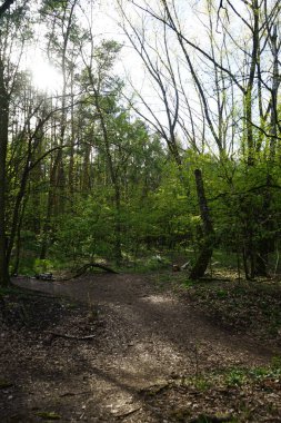 Baharda güzel bir Berlin ormanı. Berlin, Almanya  