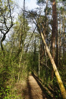 Baharda güzel bir Berlin ormanı. Berlin, Almanya  