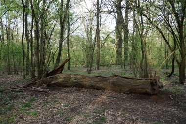 Baharda güzel bir Berlin ormanı. Berlin, Almanya  