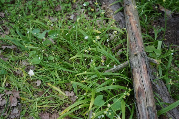 5月のベルリンの森の中のアリウムパラドックス アリウム パラドックス Allium Paradolum 数少ない花のニンニクまたは数花のネギで アマリリス科の野生のタマネギのアジア種である ドイツ ベルリン — ストック写真