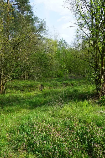 Prunella Vulgaris Znana Jako Pospolita Samouzdrawiająca Się Uzdrawiająca Raniąca Sercu — Zdjęcie stockowe