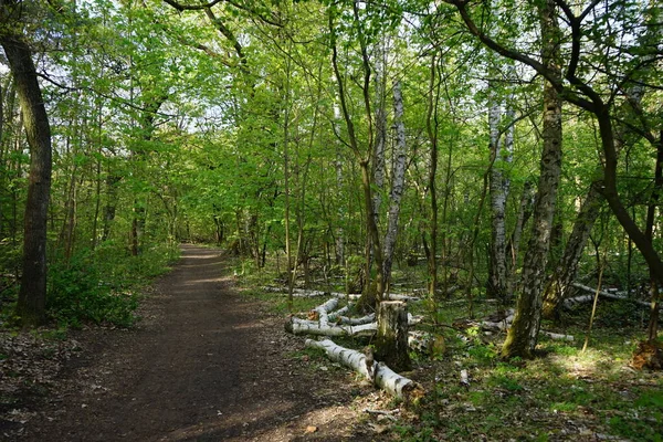 Vacker Berlinskog Våren Berlin Tyskland — Stockfoto