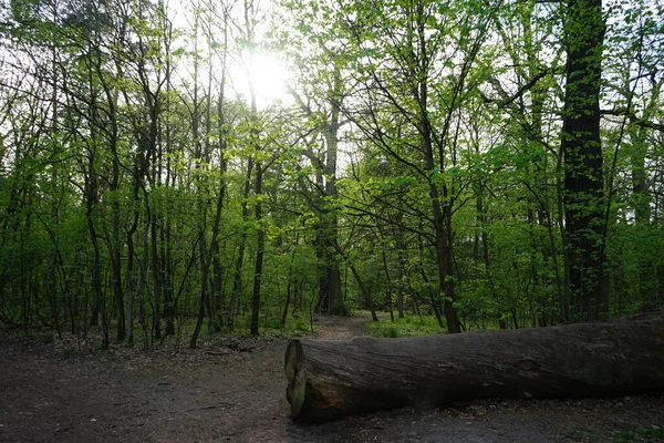 Prachtig Berlijns Bos Het Voorjaar Berlijn Duitsland — Stockfoto