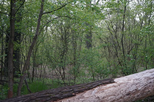 Schöner Berliner Wald Frühling Berlin Deutschland — Stockfoto