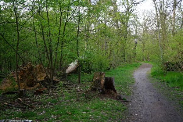 Prachtig Berlijns Bos Het Voorjaar Berlijn Duitsland — Stockfoto