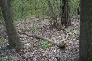 Baharda güzel bir Berlin ormanı. Berlin, Almanya  