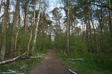 Baharda güzel bir Berlin ormanı. Berlin, Almanya  