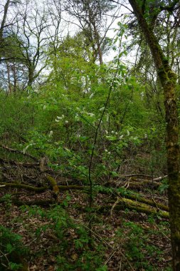Baharda çiçek açan kuş kirazı. Prunus padus, gülüzü (