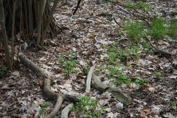 Schöner Berliner Wald Frühling Berlin Deutschland — Stockfoto