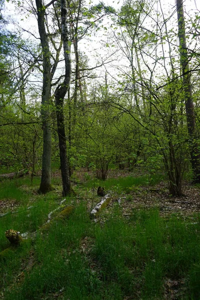 Prachtig Berlijns Bos Het Voorjaar Berlijn Duitsland — Stockfoto