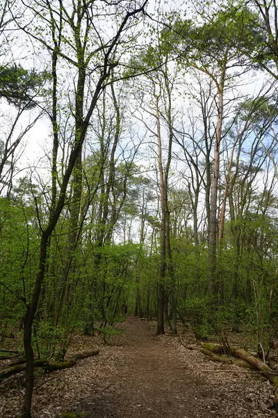 Baharda güzel bir Berlin ormanı. Berlin, Almanya  
