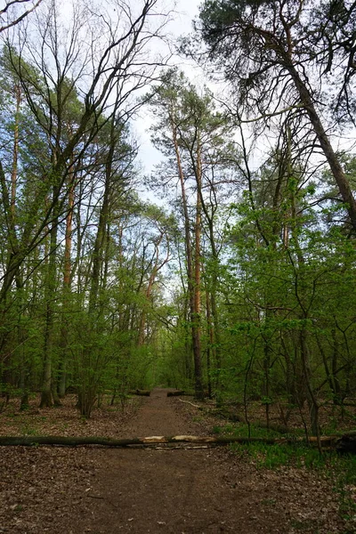 Prachtig Berlijns Bos Het Voorjaar Berlijn Duitsland — Stockfoto