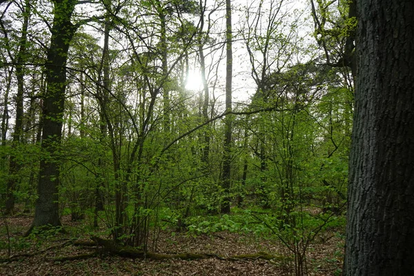 Gyönyörű Berlini Erdő Tavasszal Berlin Németország — Stock Fotó