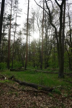 Baharda güzel bir Berlin ormanı. Berlin, Almanya  