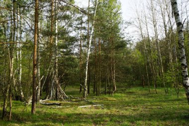 Baharda güzel bir Berlin ormanı. Berlin, Almanya  