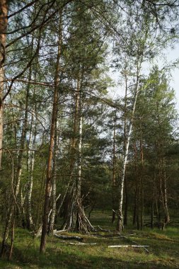 Baharda güzel bir Berlin ormanı. Berlin, Almanya  