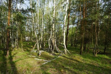 Baharda güzel bir Berlin ormanı. Berlin, Almanya  