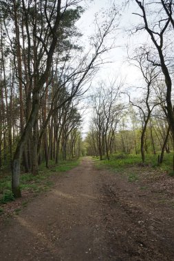 Baharda güzel bir Berlin ormanı. Berlin, Almanya  