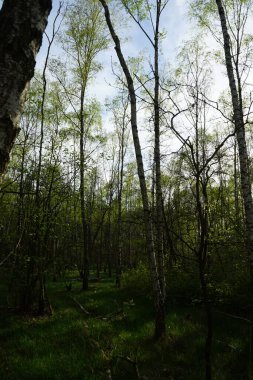 Baharda güzel bir Berlin ormanı. Berlin, Almanya  