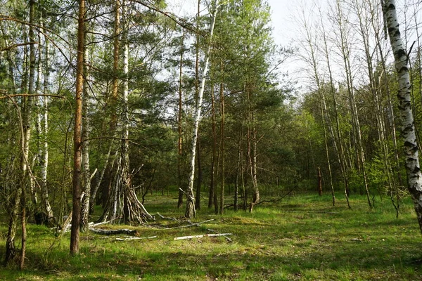 Baharda güzel bir Berlin ormanı. Berlin, Almanya  