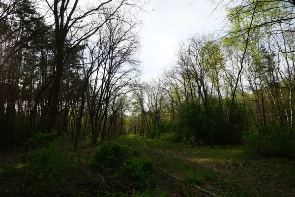 Prachtig Berlijns Bos Het Voorjaar Berlijn Duitsland — Stockfoto