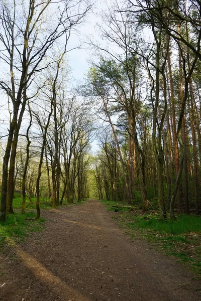 Prachtig Berlijns Bos Het Voorjaar Berlijn Duitsland — Stockfoto