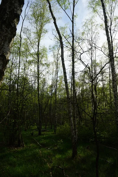 Hermoso Bosque Berlín Primavera Berlín Alemania —  Fotos de Stock