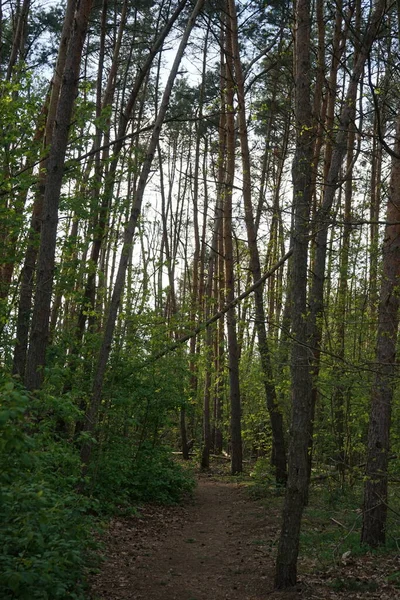 Prachtig Berlijns Bos Het Voorjaar Berlijn Duitsland — Stockfoto