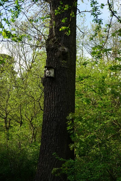 Casa Pájaros Árbol Primavera Berlín Alemania —  Fotos de Stock