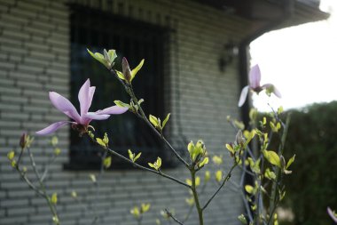 Açık pembe manolya mayıs ayında bahçede çiçek açar. Berlin, Almanya 